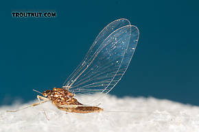 Female Acentrella turbida (Tiny Blue-Winged Olive) Mayfly Spinner