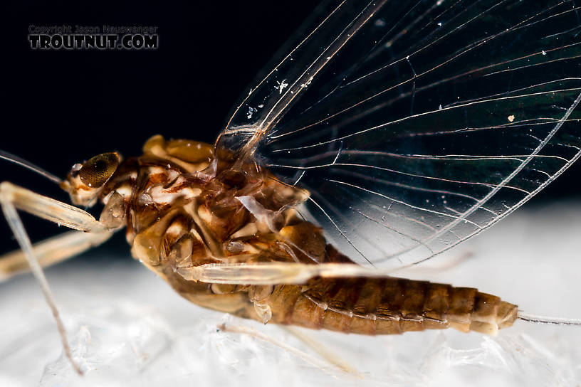 Female Acentrella turbida (Tiny Blue-Winged Olive) Mayfly Spinner from the Middle Fork Snoqualmie River in Washington