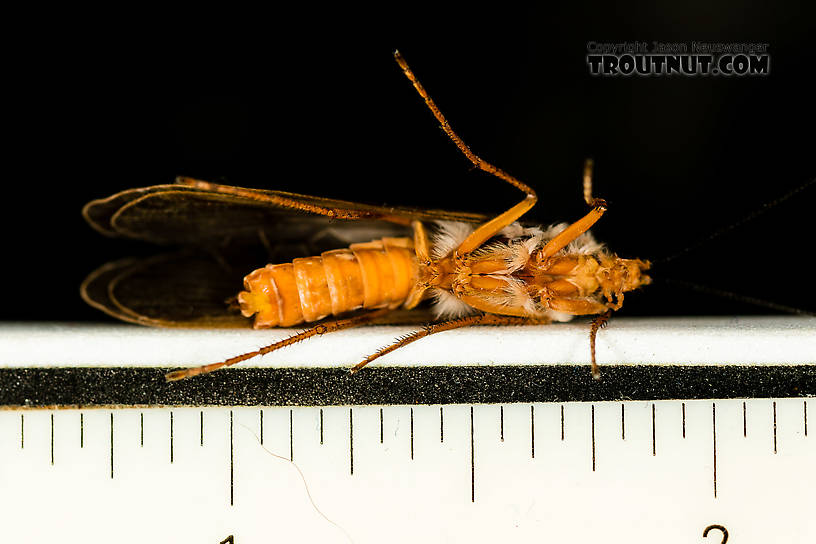 The tick marks here are 1/16th inch. I measured with a caliper that the fore wings were 27 mm long and the body was 21 mm long. Overall length was about 29 mm.  Female Dicosmoecus gilvipes (October Caddis) Caddisfly Adult from the South Fork Snoqualmie River in Washington