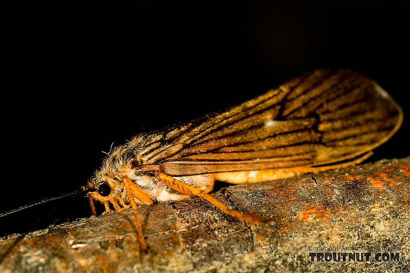 Female Dicosmoecus gilvipes (October Caddis) Caddisfly Adult from the South Fork Snoqualmie River in Washington