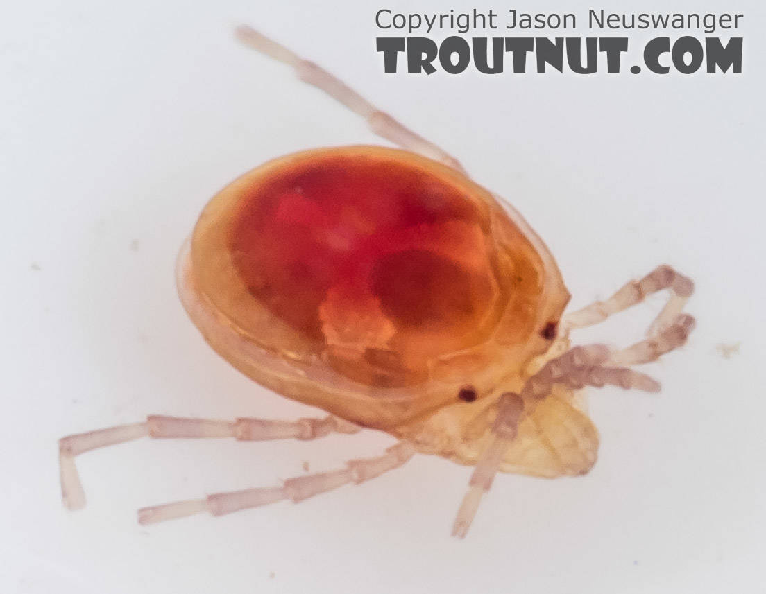 Acari (Mites) Mite Adult from the South Fork Snoqualmie River in Washington