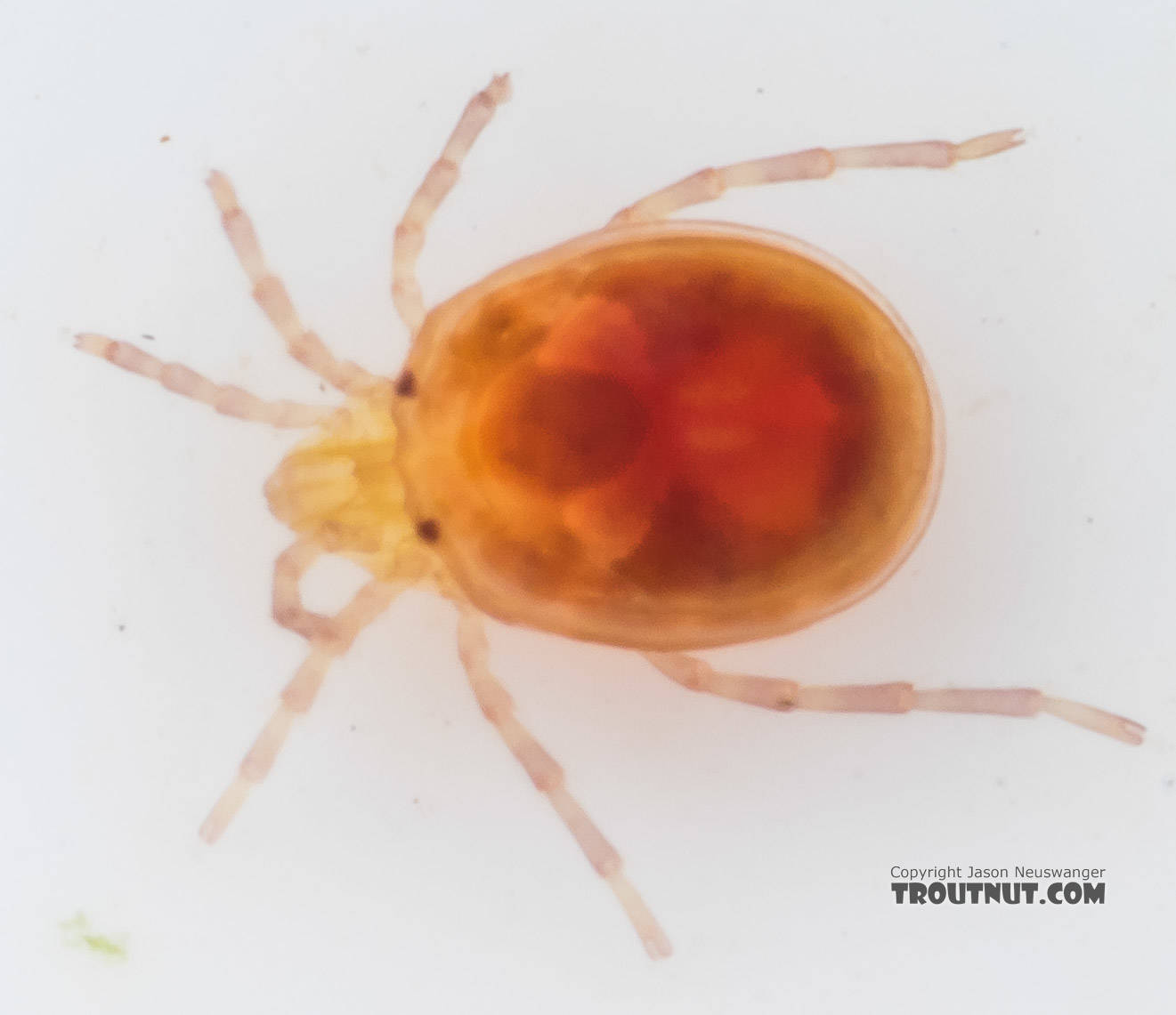 Acari (Mites) Mite Adult from the South Fork Snoqualmie River in Washington