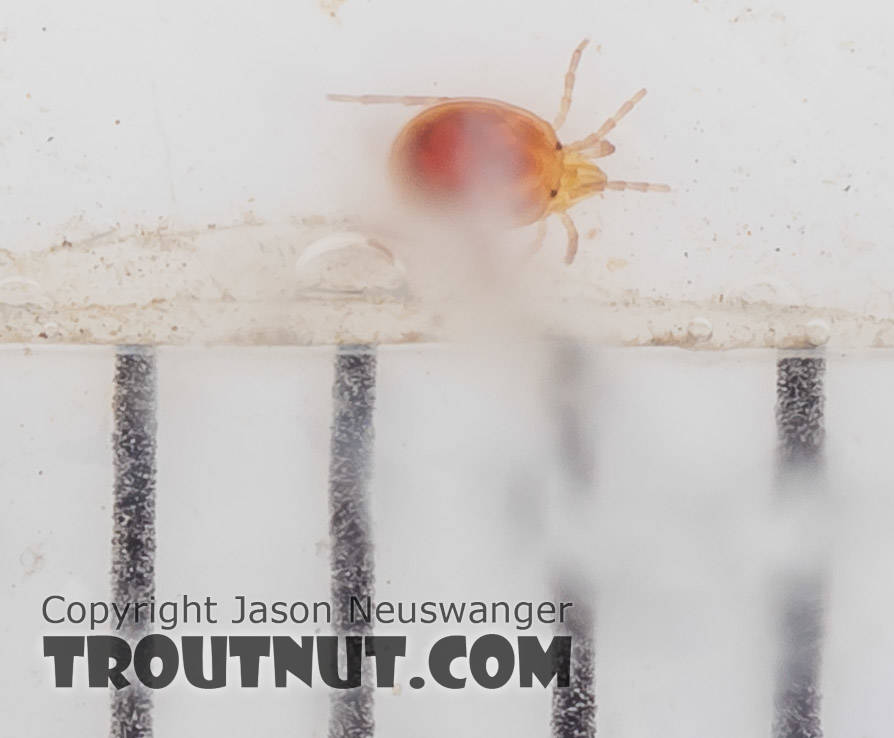 The black bars are 1 mm marks.  Acari (Mites) Mite Adult from the South Fork Snoqualmie River in Washington