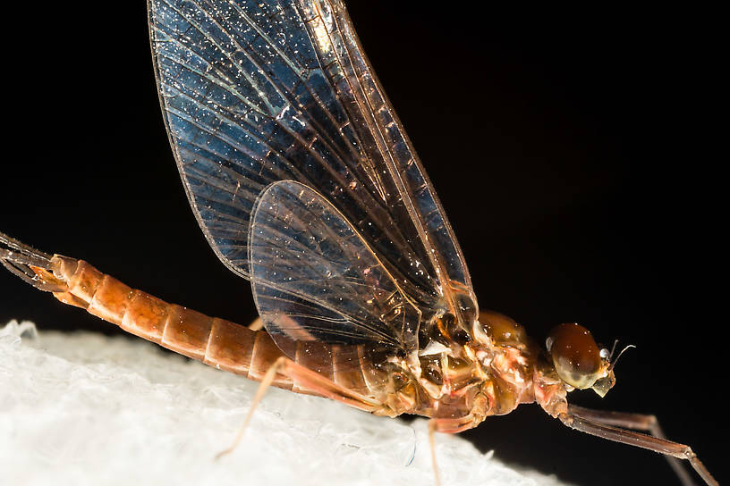 Male Rhithrogena virilis Mayfly Spinner from the South Fork Snoqualmie River in Washington
