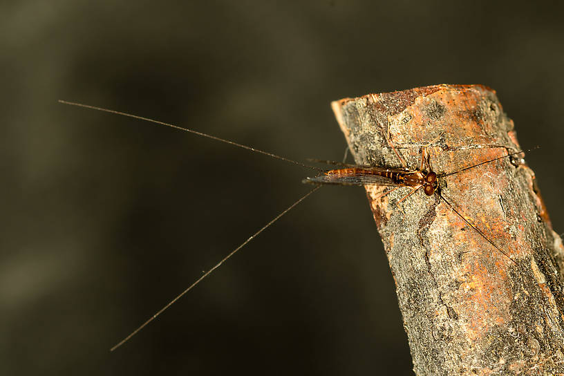 Male Rhithrogena virilis Mayfly Spinner from the South Fork Snoqualmie River in Washington