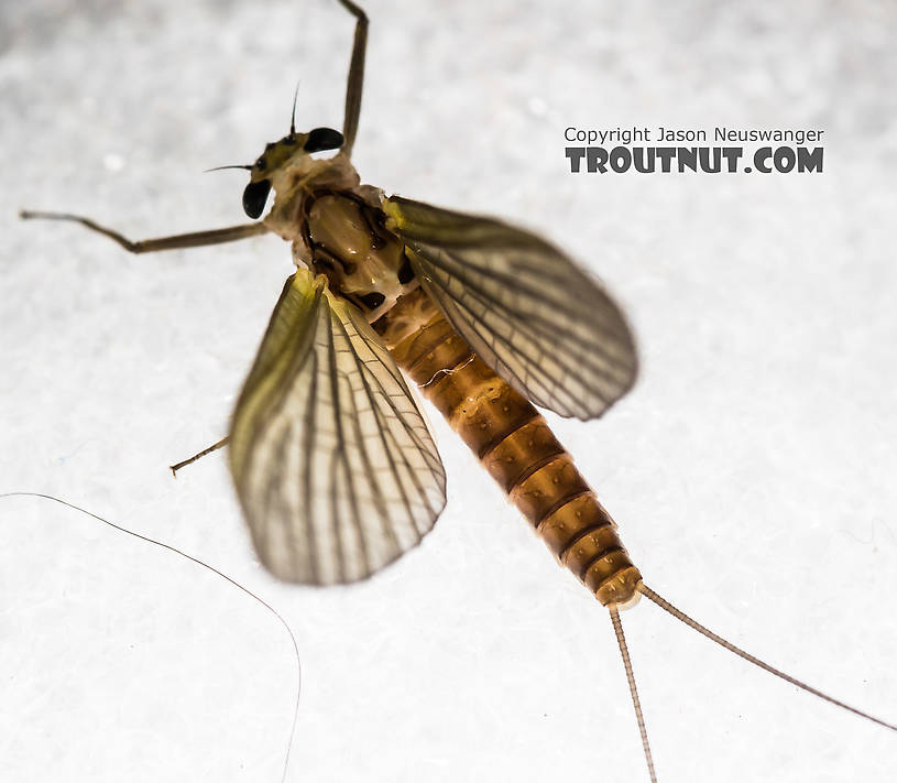 Female Rhithrogena virilis Mayfly Dun from the South Fork Snoqualmie River in Washington