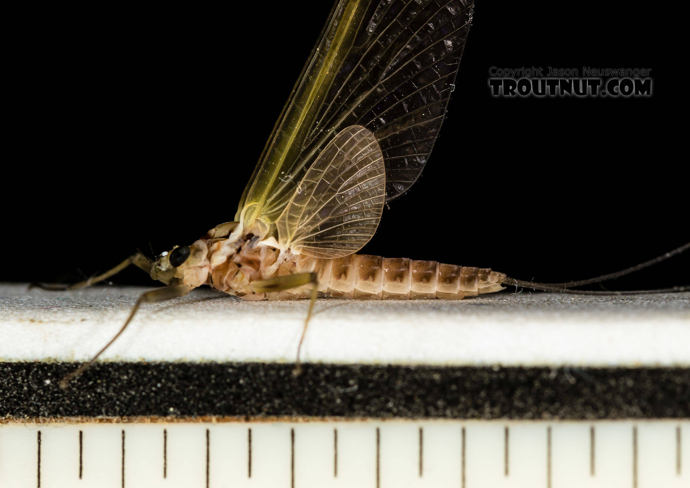 Female Rhithrogena virilis Mayfly Dun from the South Fork Snoqualmie River in Washington