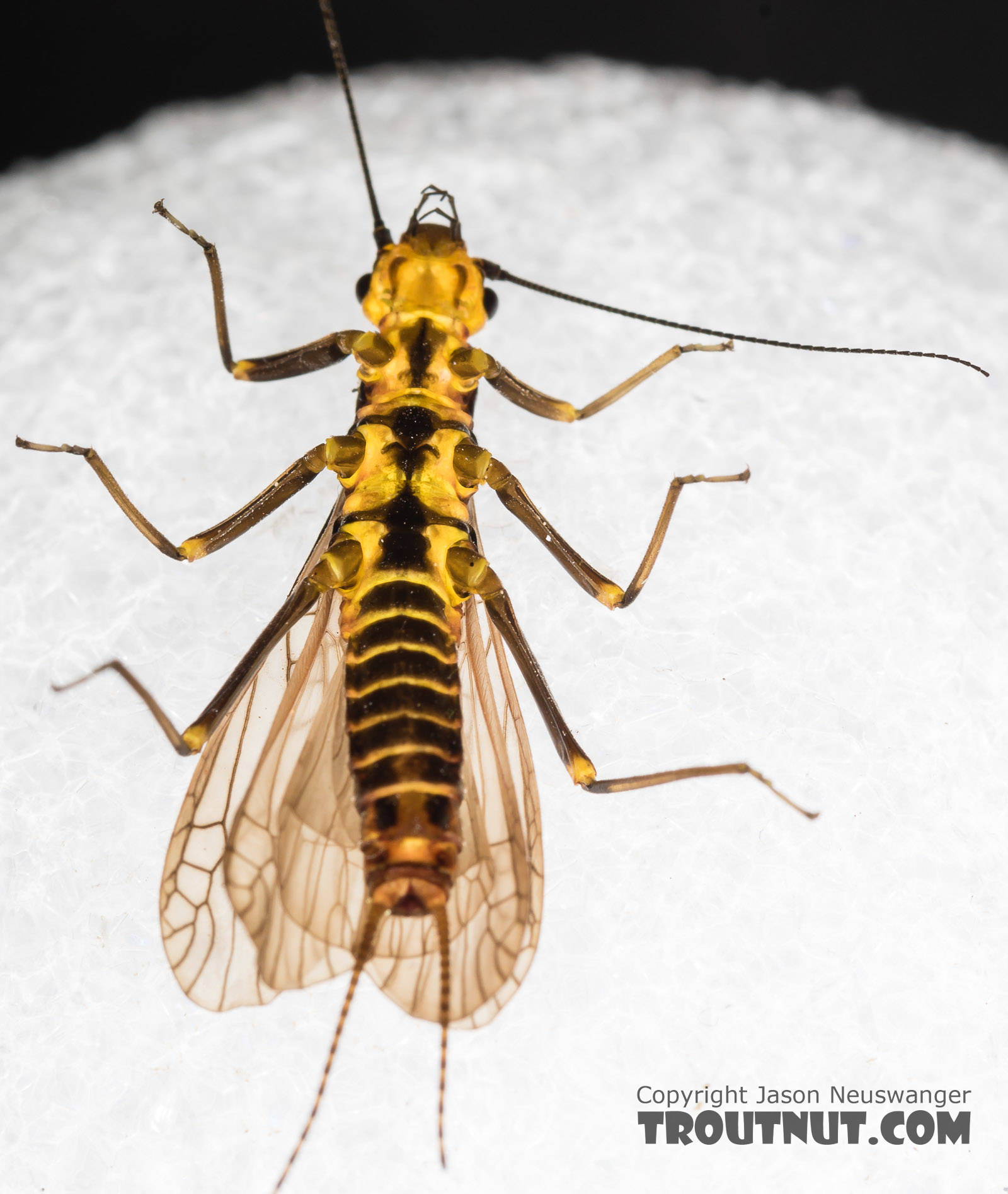 Female Pictetiella expansa Stonefly Adult from the South Fork Snoqualmie River in Washington