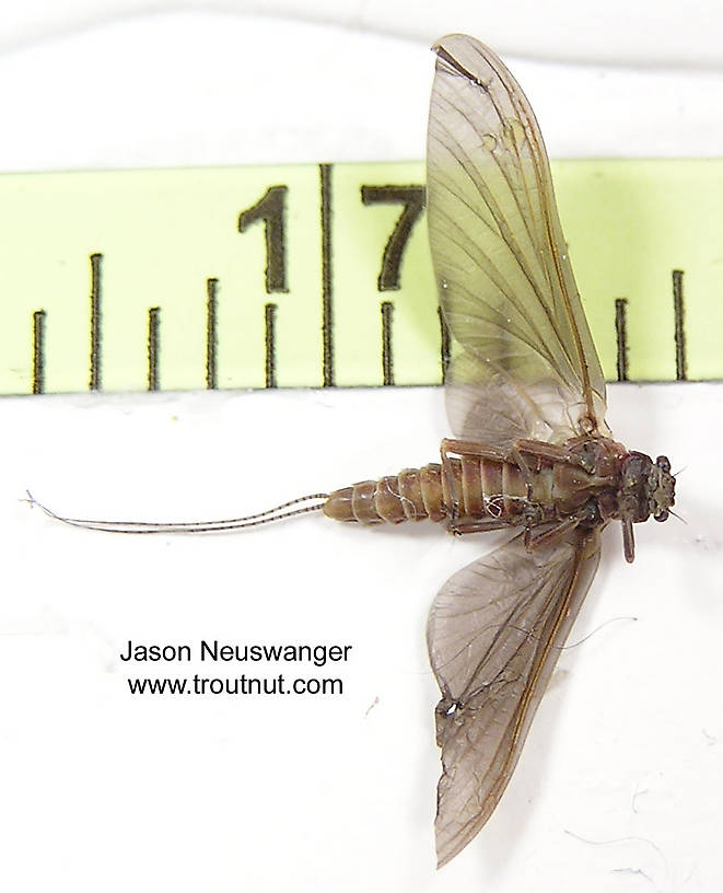 Female Ephemerella subvaria (Hendrickson) Mayfly Dun from the Namekagon River in Wisconsin