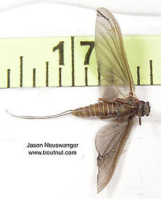 Female Ephemerella subvaria (Hendrickson) Mayfly Dun