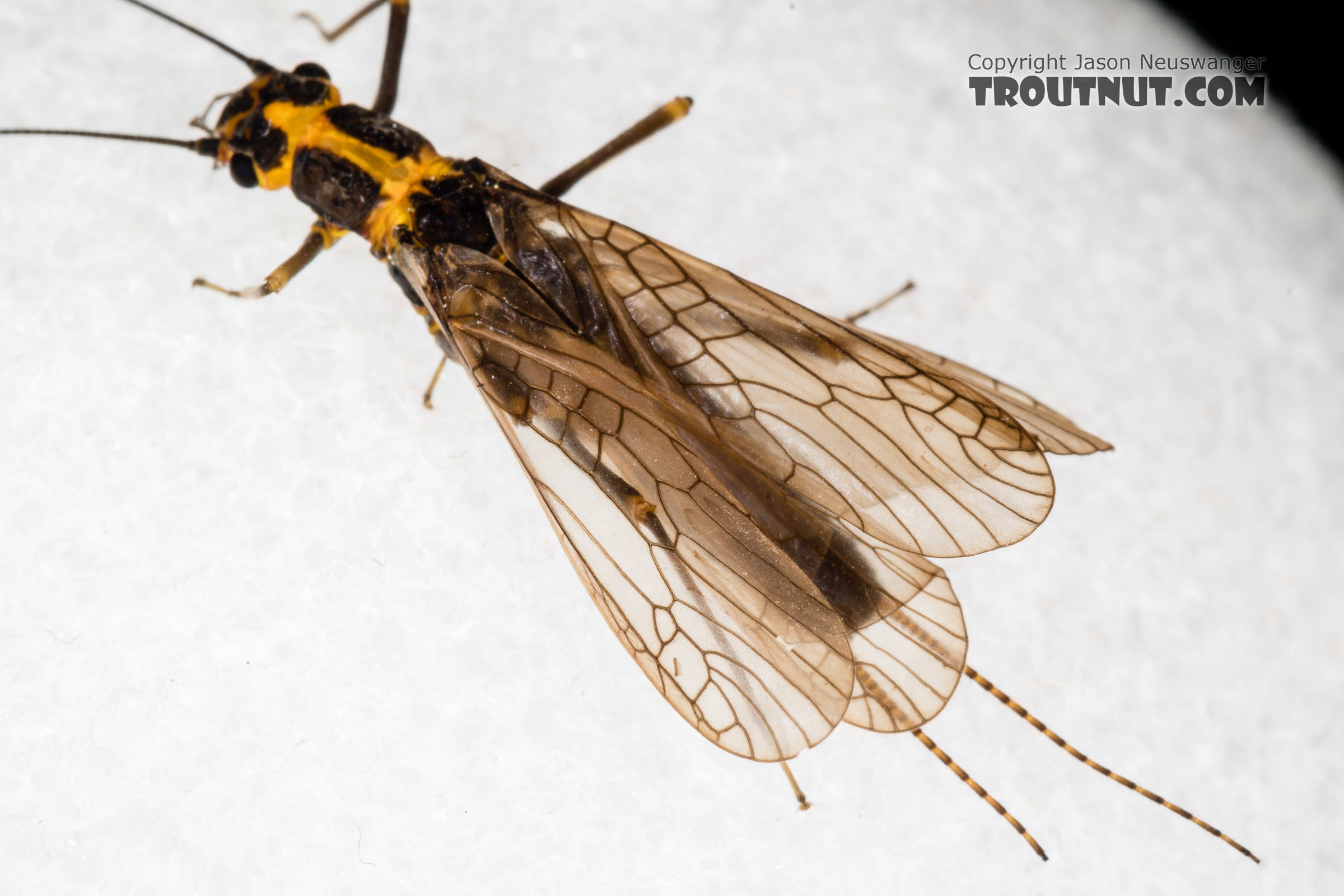 Female Pictetiella expansa Stonefly Adult from the South Fork Snoqualmie River in Washington