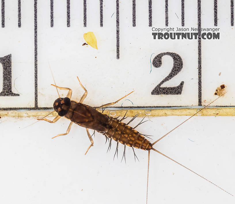 Neoleptophlebia Mayfly Nymph from the South Fork Snoqualmie River in Washington