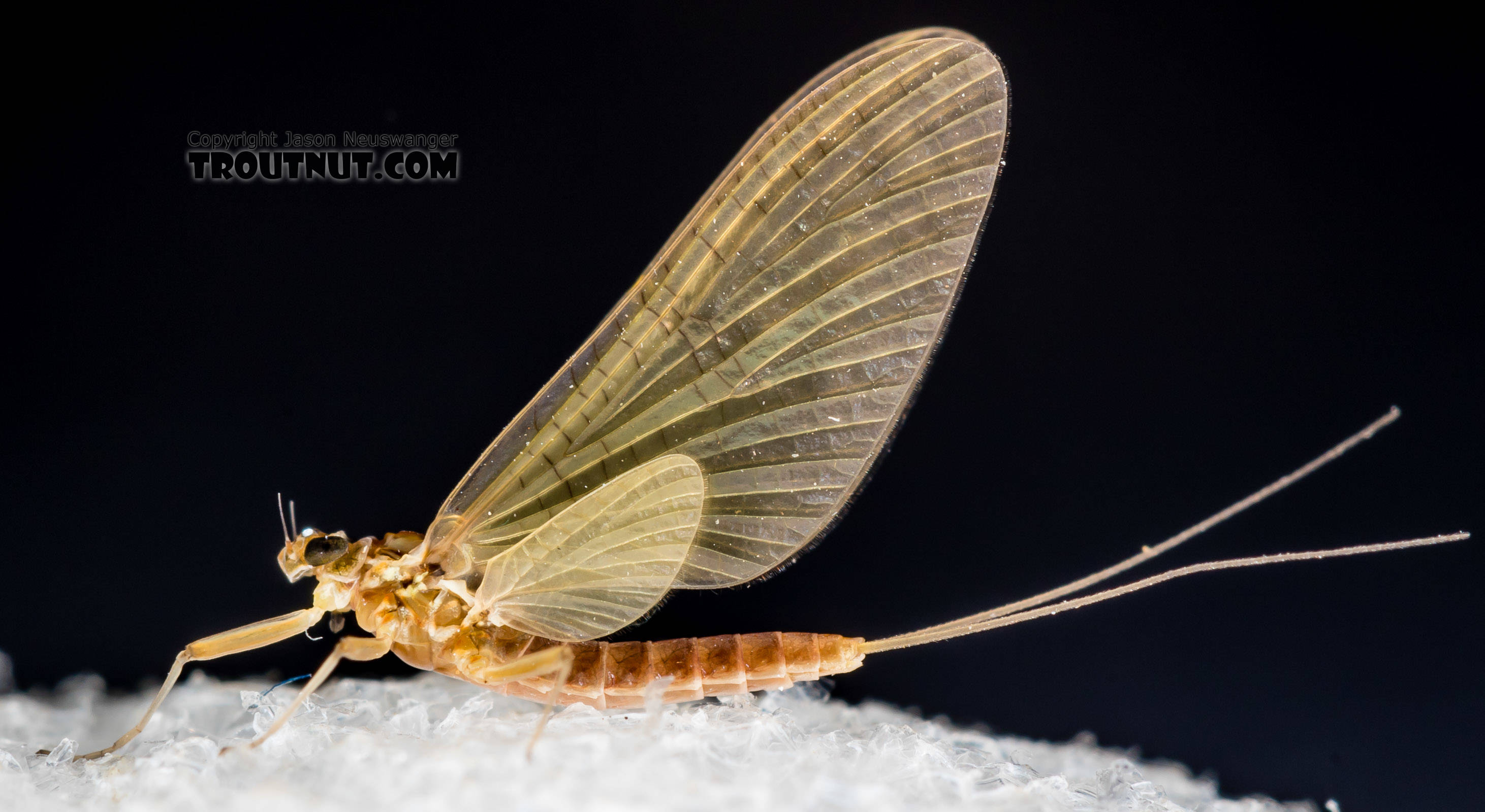 Female Heptageniidae (March Browns, Cahills, Quill Gordons) Mayfly Dun from the South Fork Snoqualmie River in Washington
