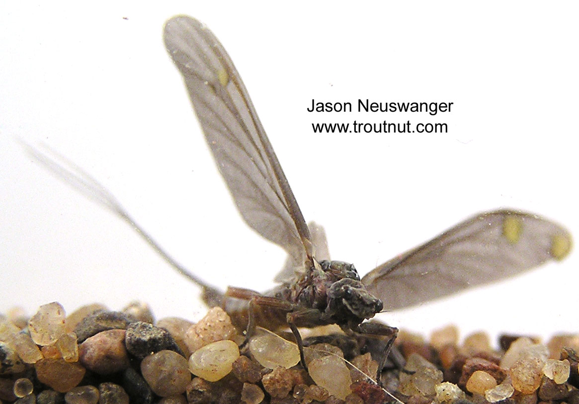 Female Ephemerella subvaria (Hendrickson) Mayfly Dun from the Namekagon River in Wisconsin