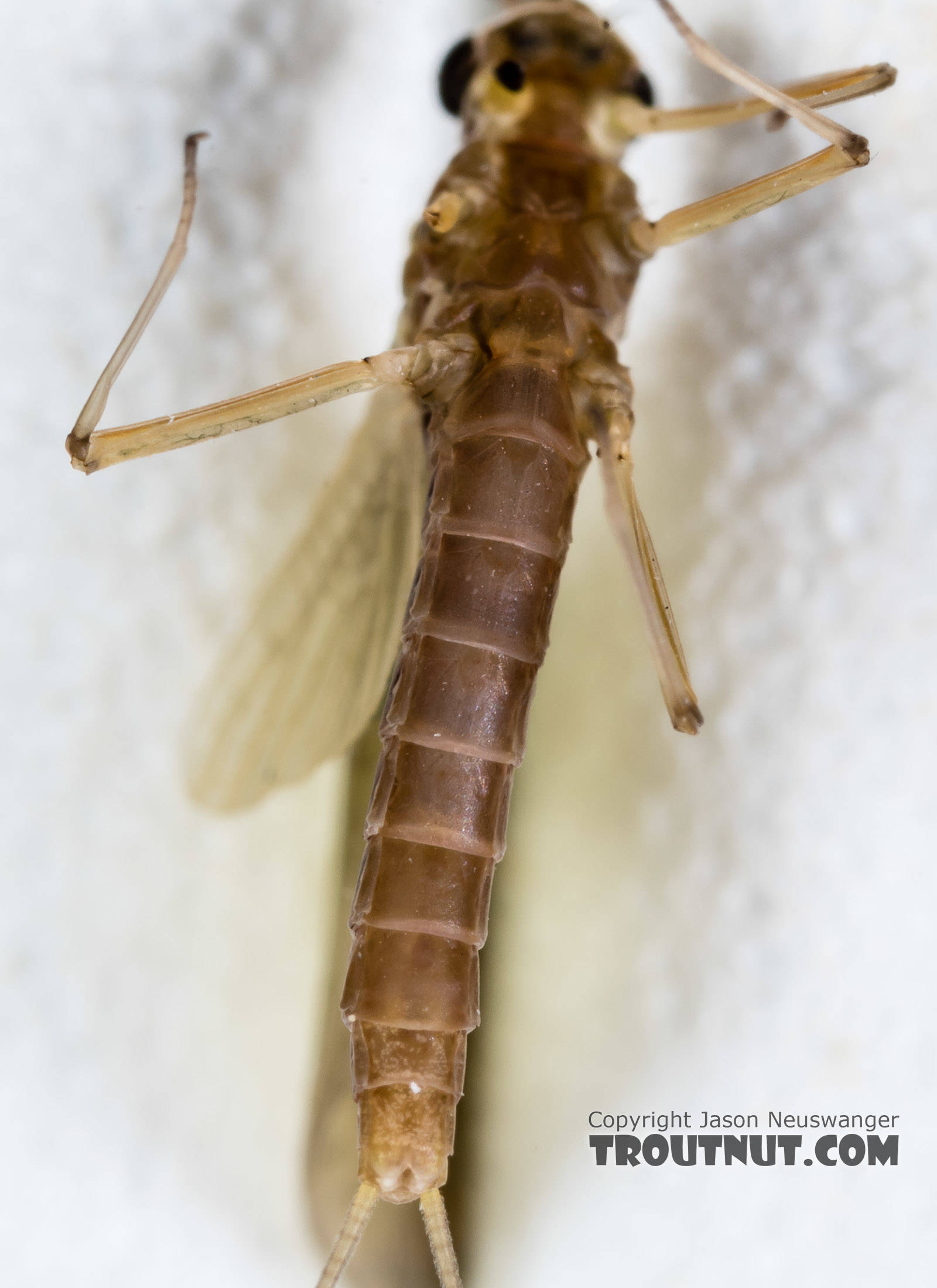 Female Heptageniidae (March Browns, Cahills, Quill Gordons) Mayfly Dun from the South Fork Snoqualmie River in Washington