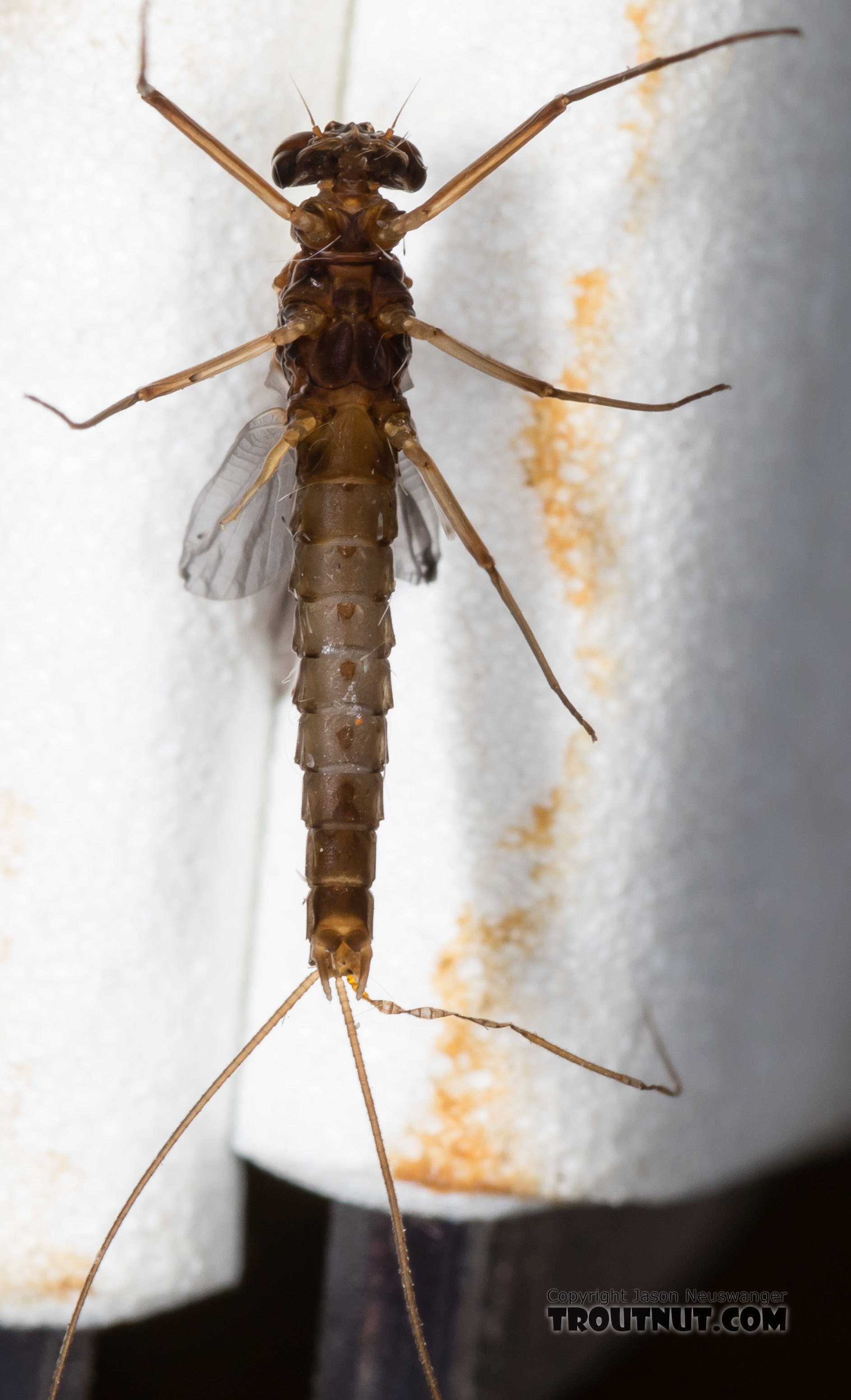 Male Paraleptophlebia (Blue Quills and Mahogany Duns) Mayfly Dun from the Big Hole River in Montana