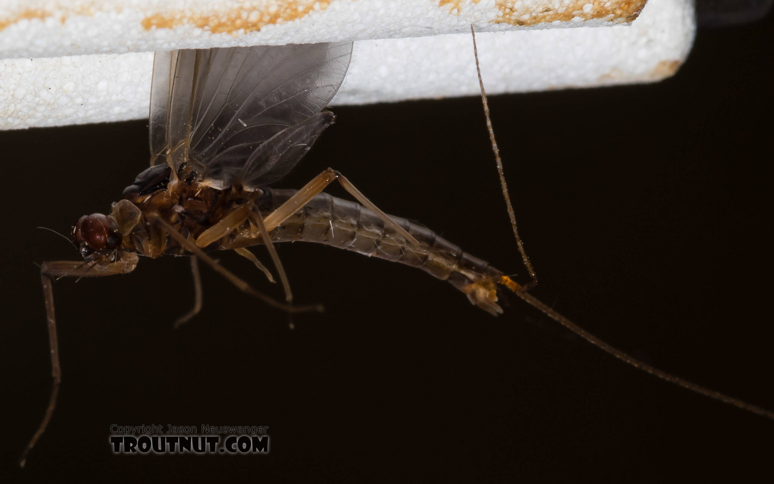 Male Paraleptophlebia (Blue Quills and Mahogany Duns) Mayfly Dun from the Big Hole River in Montana