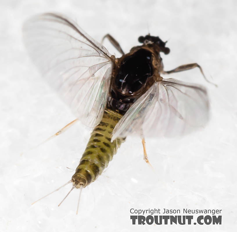 Female Tricorythodes (Tricos) Mayfly Spinner from the Big Hole River in Montana