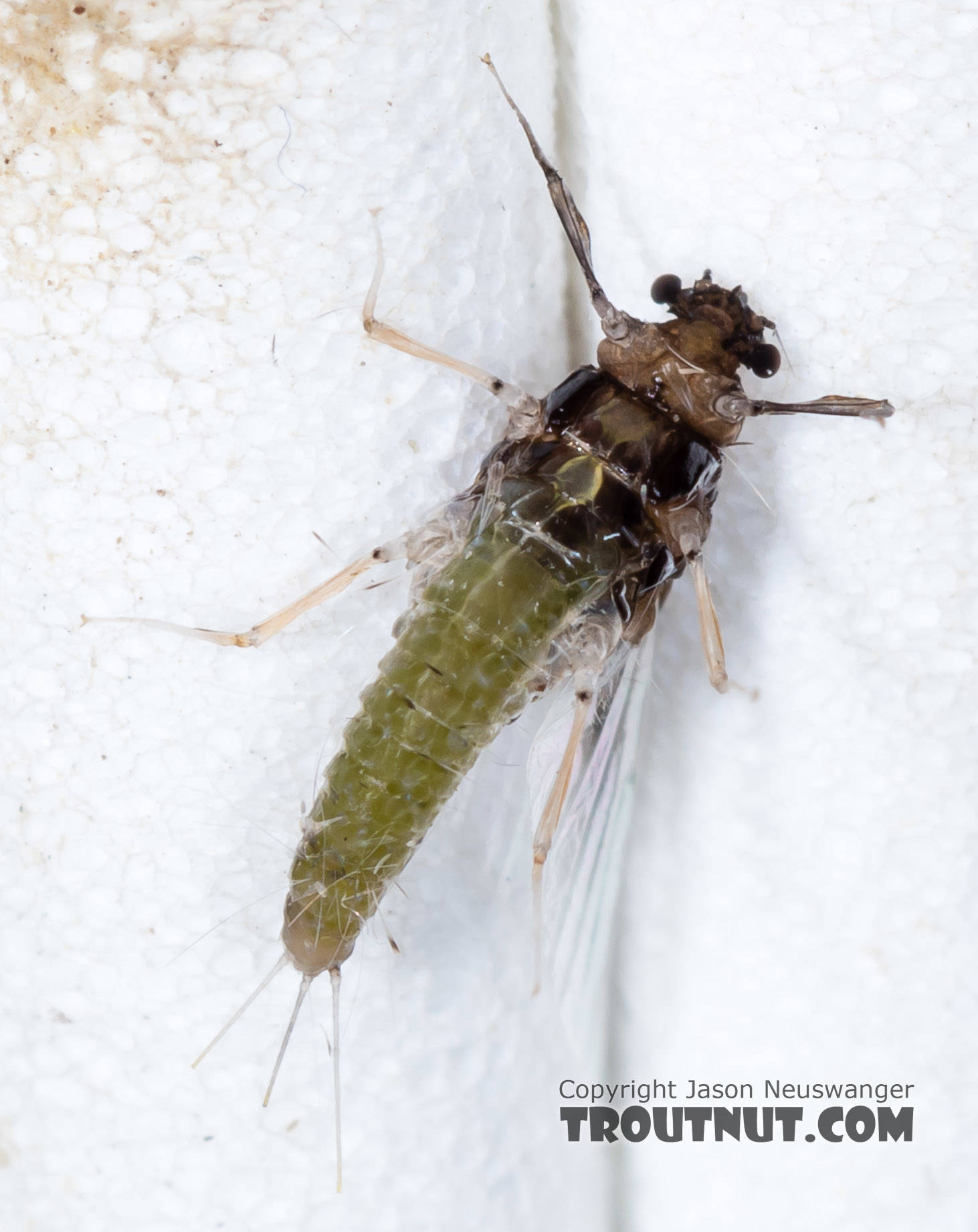 Female Tricorythodes (Tricos) Mayfly Spinner from the Big Hole River in Montana