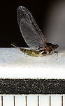 Female Tricorythodes (Tricos) Mayfly Spinner