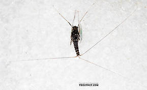 Male Tricorythodes (Tricos) Mayfly Spinner