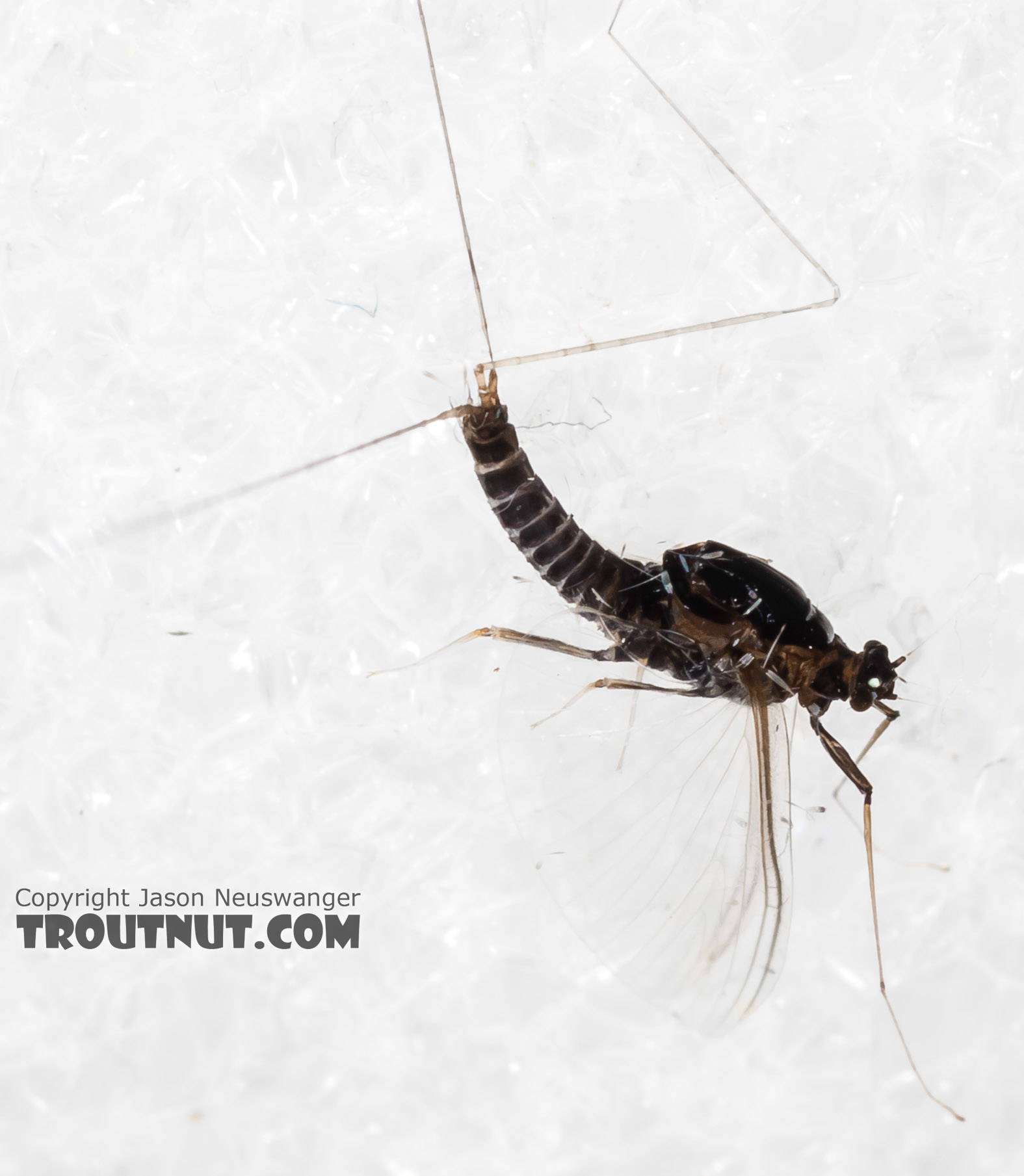 Male Tricorythodes (Tricos) Mayfly Spinner from the Big Hole River in Montana