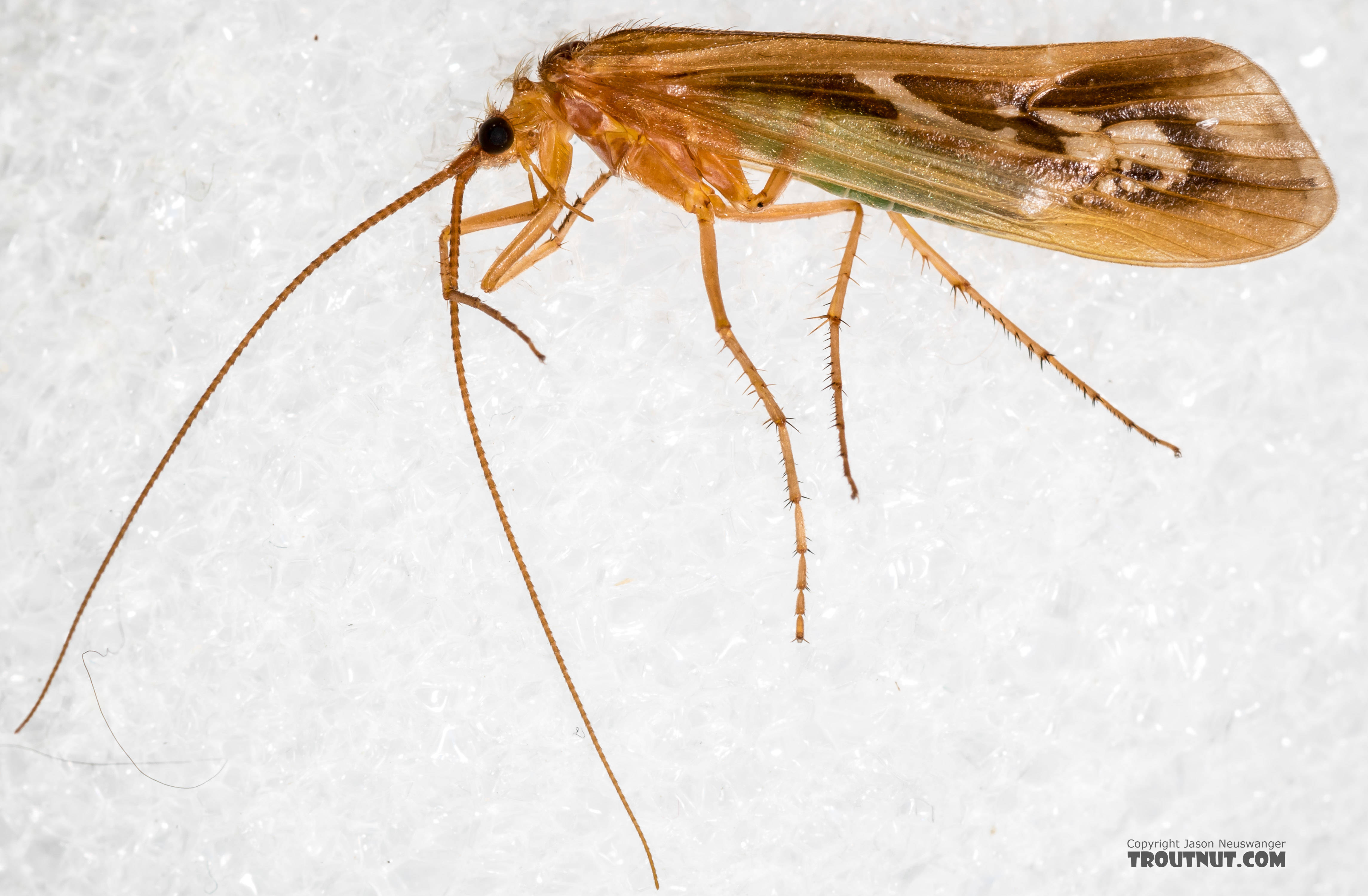 Male Limnephilus externus (Summer Flier Sedge) Caddisfly Adult from the Henry's Fork of the Snake River in Idaho