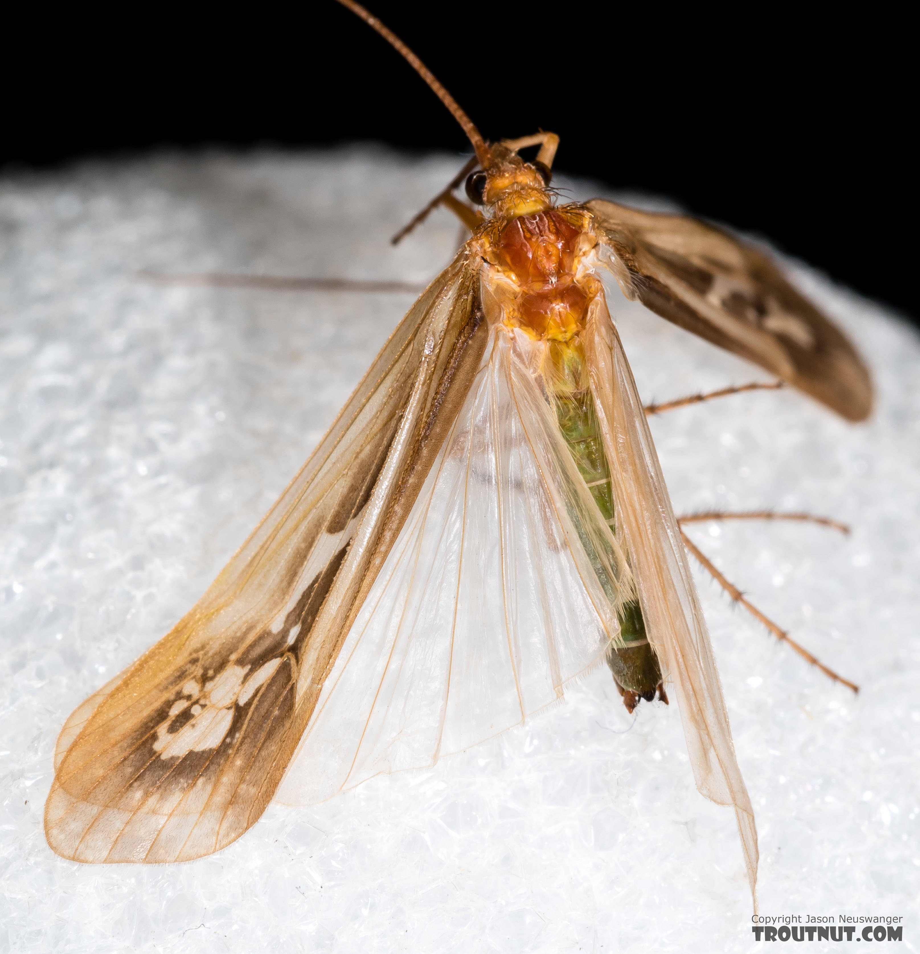 Male Limnephilus externus (Summer Flier Sedge) Caddisfly Adult from the Henry's Fork of the Snake River in Idaho