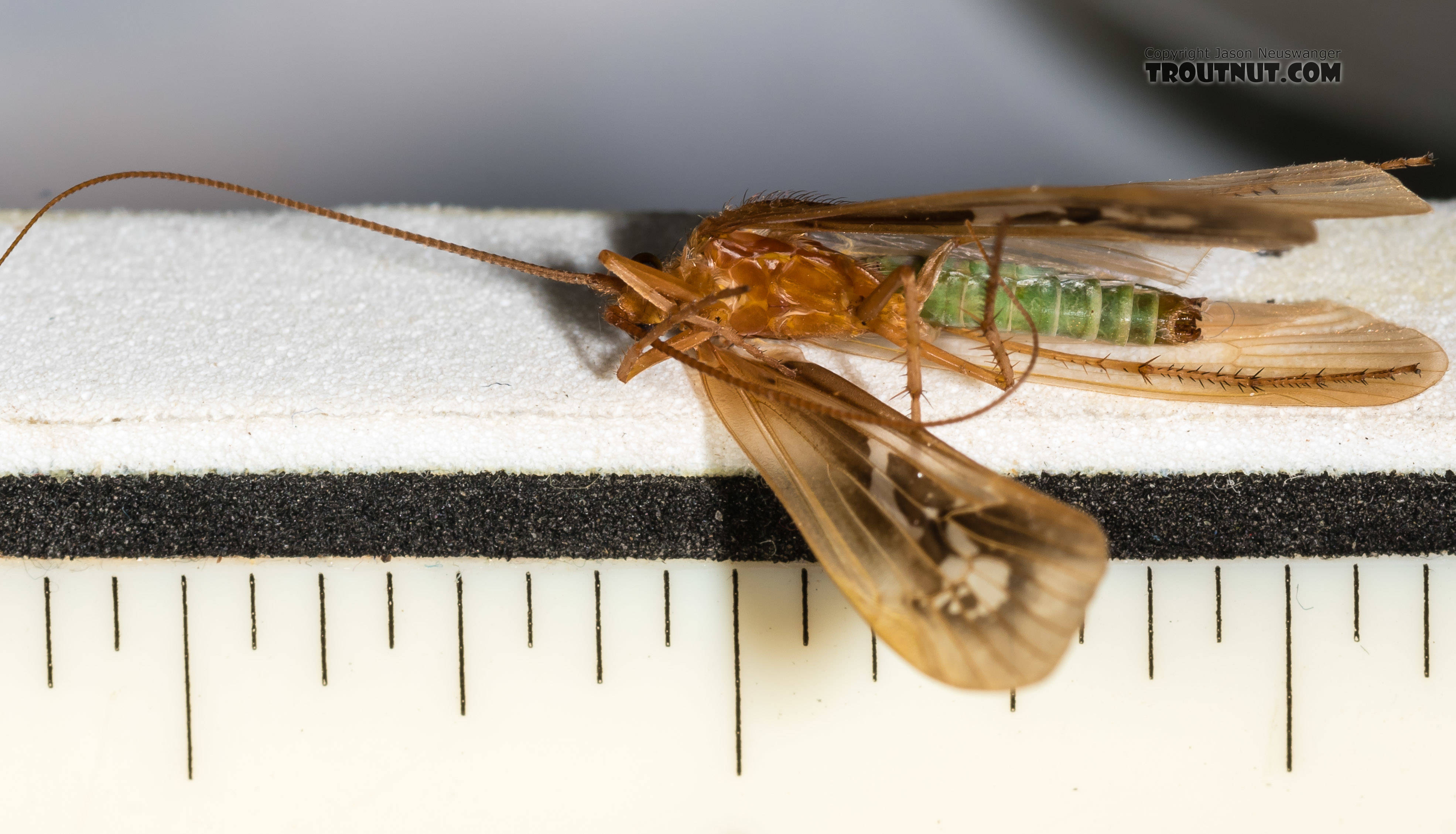 Each measurement mark is 1/16".  Male Limnephilus externus (Summer Flier Sedge) Caddisfly Adult from the Henry's Fork of the Snake River in Idaho