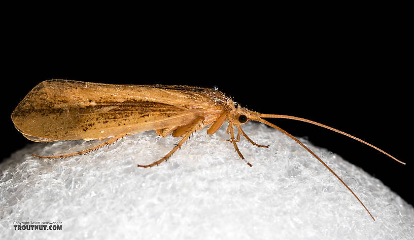 Female Grammotaulius lorettae (Northern Caddisfly) Caddisfly Adult from the Henry's Fork of the Snake River in Idaho