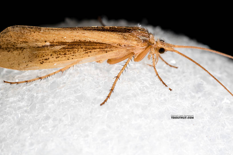 Female Grammotaulius lorettae (Northern Caddisfly) Caddisfly Adult from the Henry's Fork of the Snake River in Idaho
