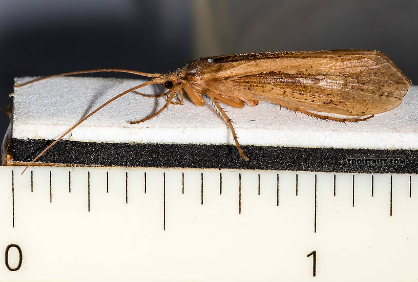 Each mark on the ruler is 1/16"  Female Grammotaulius lorettae (Northern Caddisfly) Caddisfly Adult from the Henry's Fork of the Snake River in Idaho