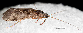 Hydropsyche (Spotted Sedges) Caddisfly Adult
