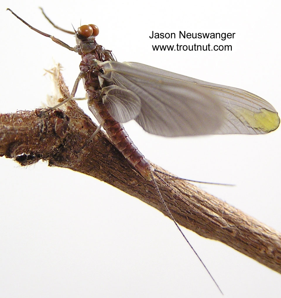 The yellow in this dun's wing is from an injury, not its natural color.  Male Ephemerella subvaria (Hendrickson) Mayfly Dun from the Namekagon River in Wisconsin
