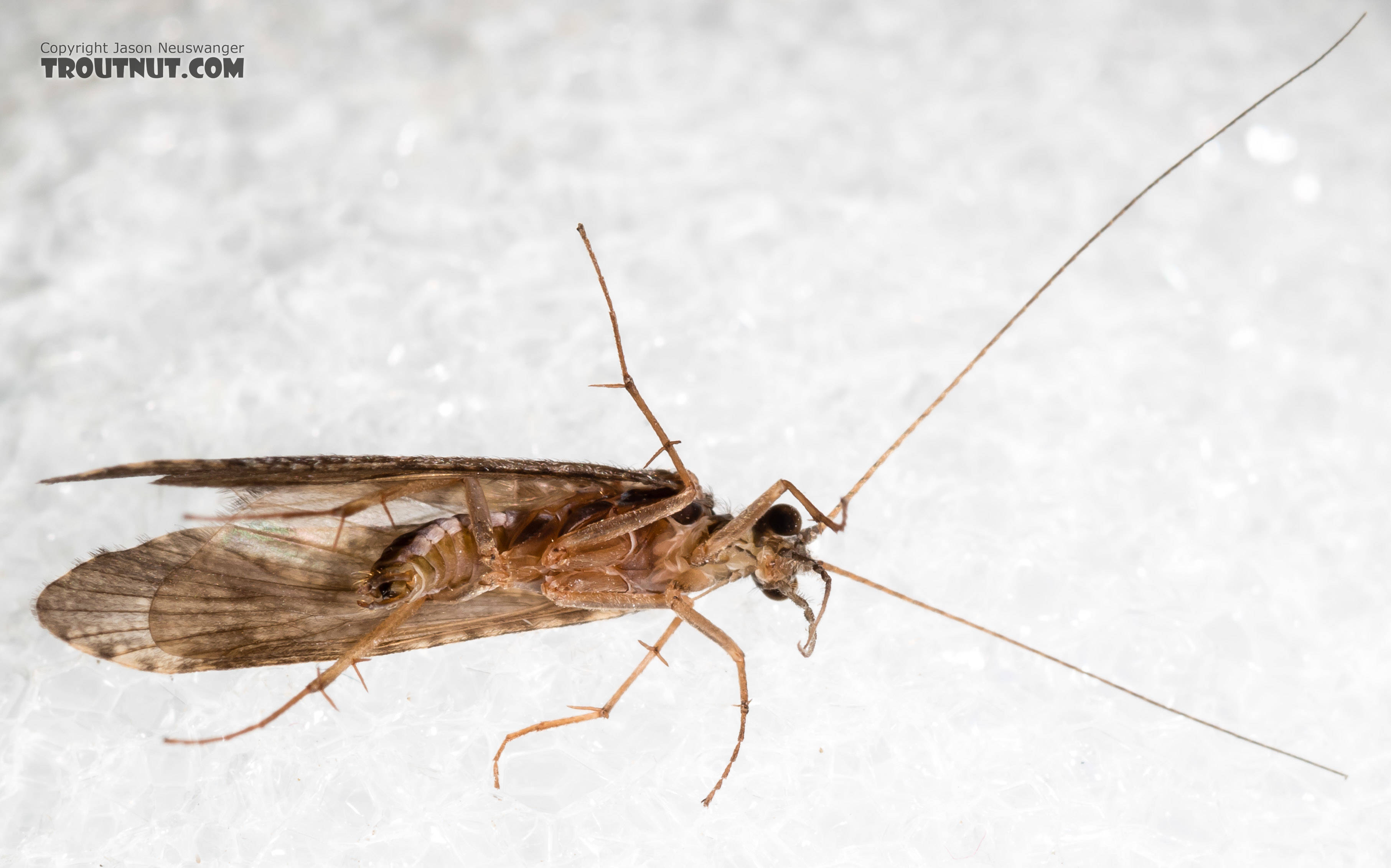 Male Hydropsyche (Spotted Sedges) Caddisfly Adult from the Henry's Fork of the Snake River in Idaho