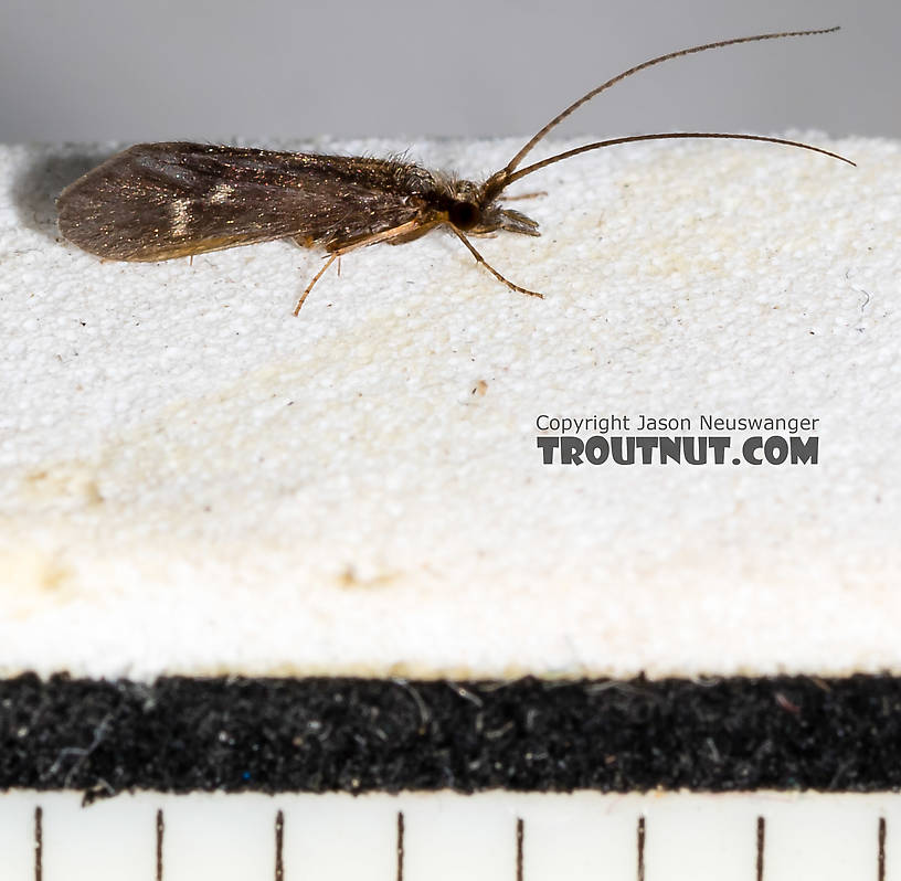 Every ruler mark is 1/16 inch.  Male Hydropsyche (Spotted Sedges) Caddisfly Adult from the Henry's Fork of the Snake River in Idaho