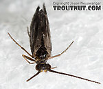 Amiocentrus aspilus (Little Western Weedy Water Sedge) Caddisfly Adult