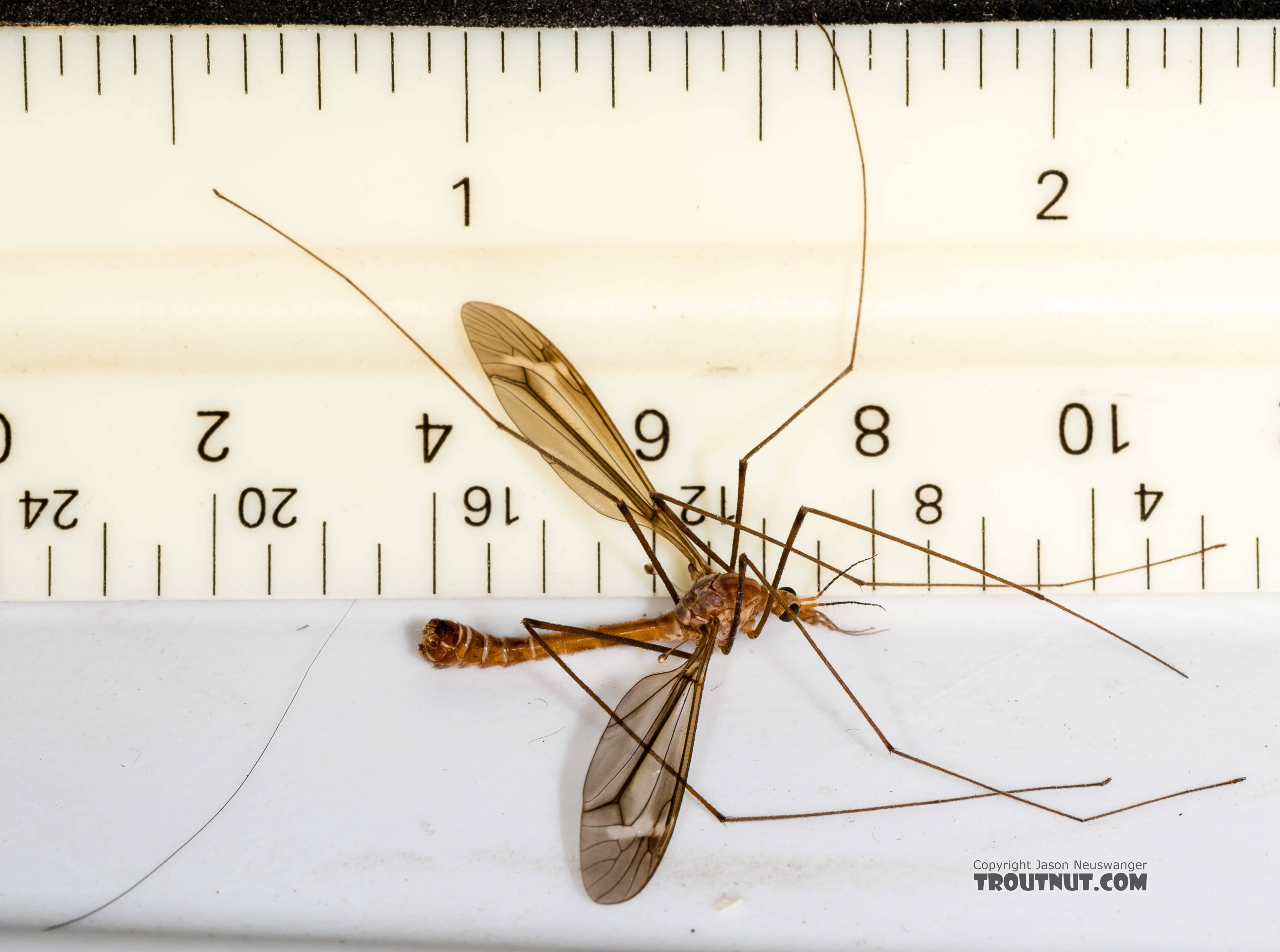 Tipulidae (Crane Flies) Crane Fly Adult from the Henry's Fork of the Snake River in Idaho