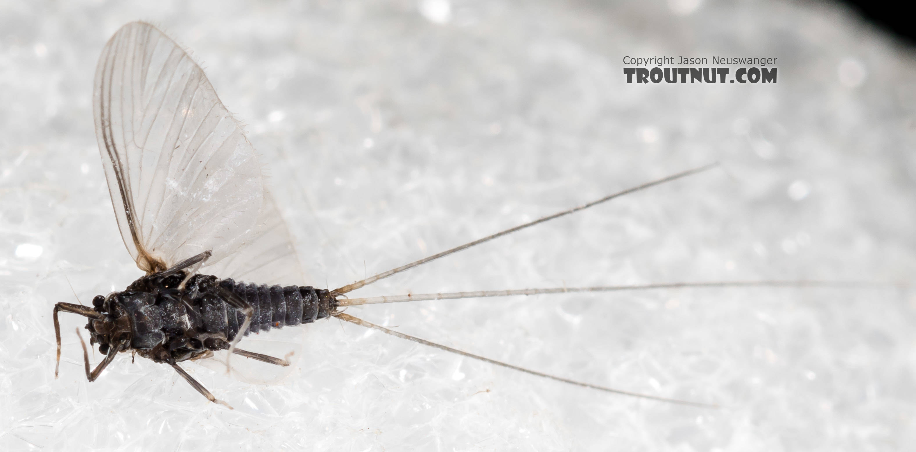 Male Tricorythodes (Tricos) Mayfly Spinner from the Henry's Fork of the Snake River in Idaho