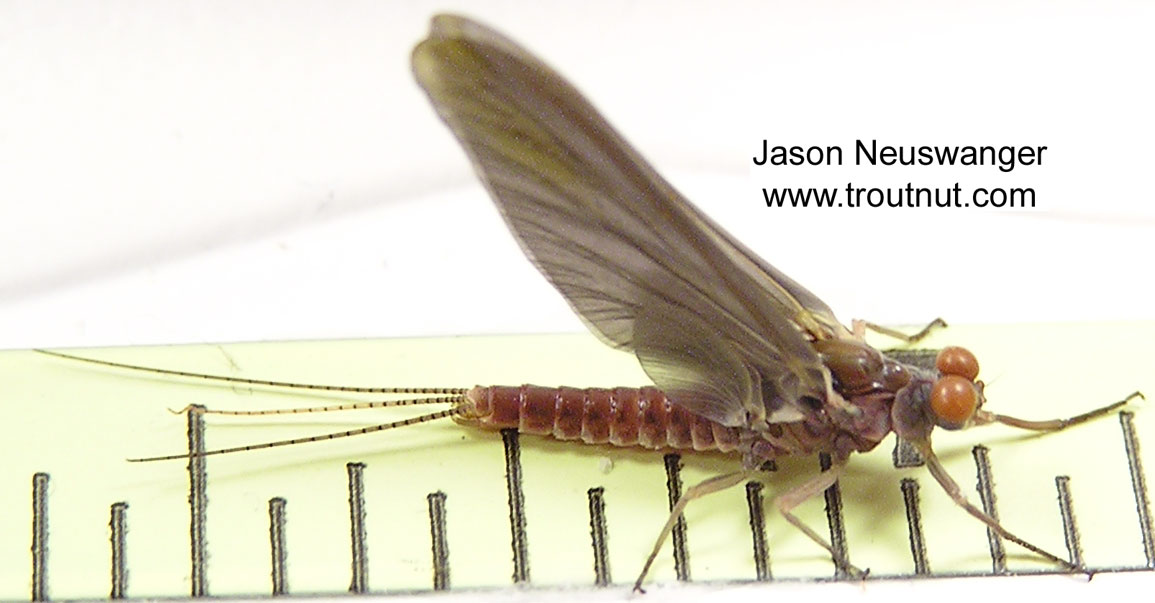 Male Ephemerella subvaria (Hendrickson) Mayfly Dun from the Namekagon River in Wisconsin