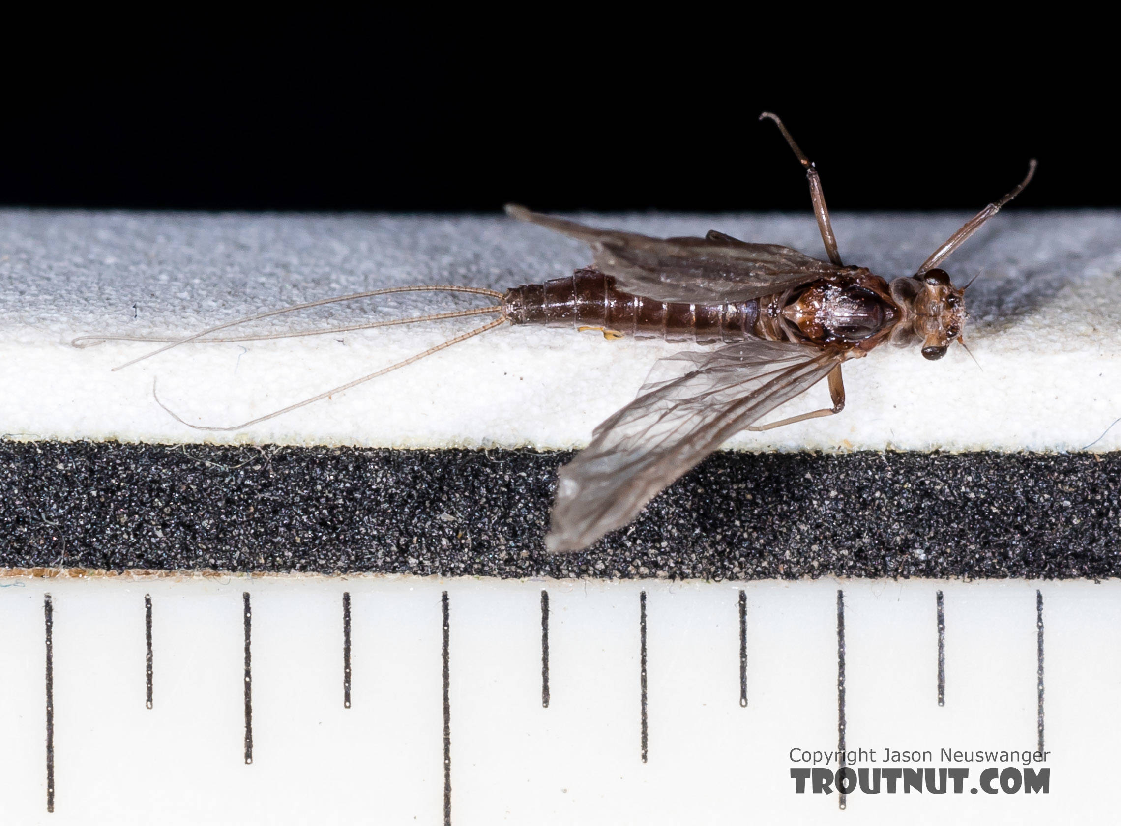 Each ruler mark is 1/16 inch.  Female Ephemerellidae (Hendricksons, Sulphurs, PMDs, BWOs) Mayfly Dun from the Henry's Fork of the Snake River in Idaho