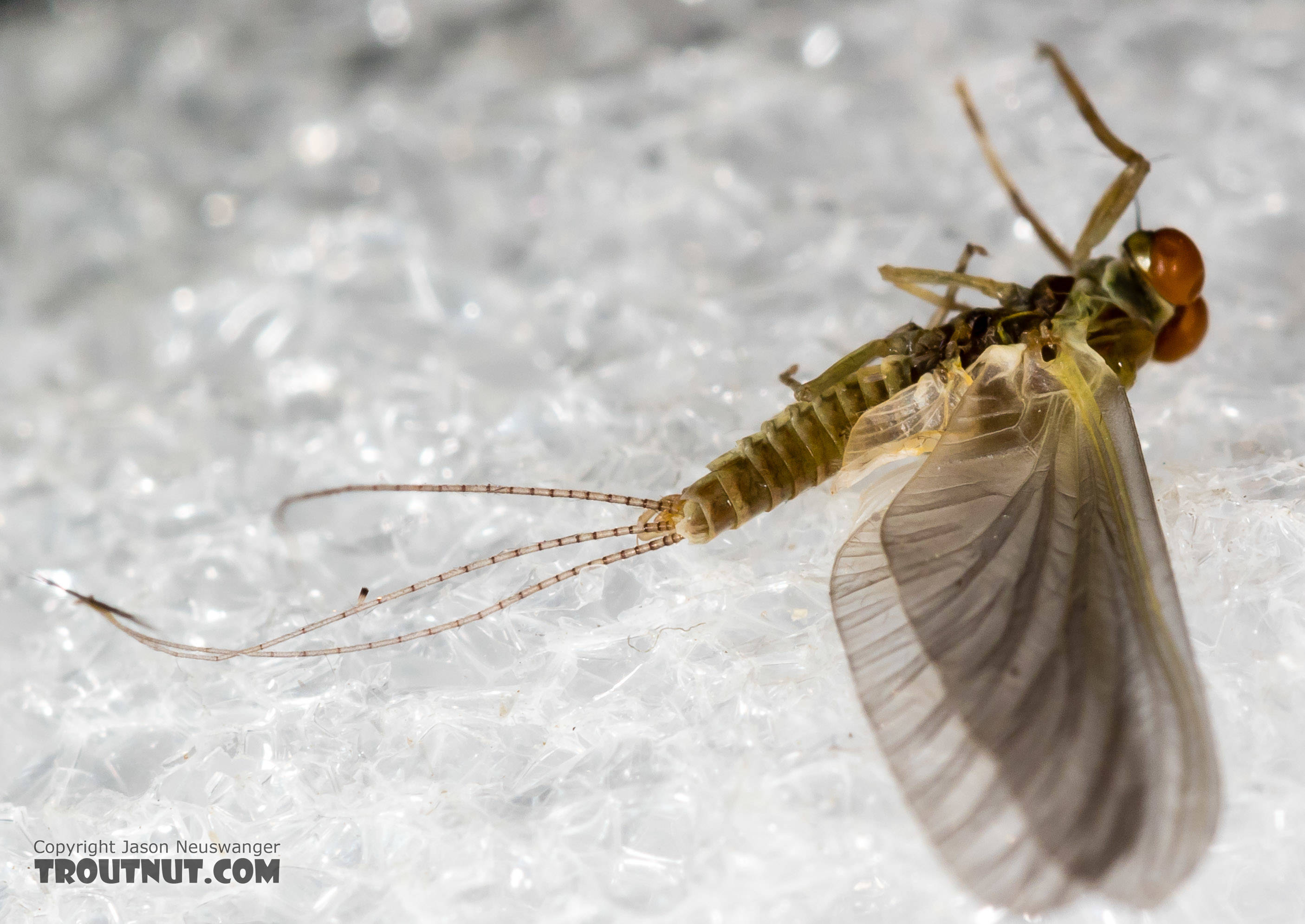 Male Ephemerellidae (Hendricksons, Sulphurs, PMDs, BWOs) Mayfly Dun from the Henry's Fork of the Snake River in Idaho