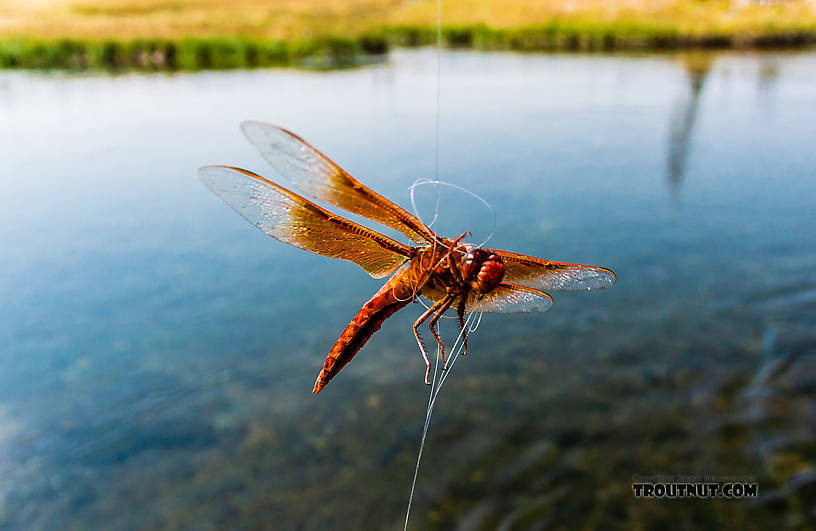 Libellulidae Dragonfly Adult from the Firehole River in Idaho