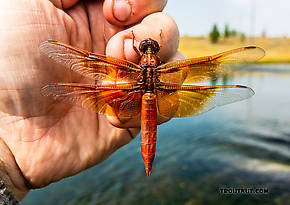 Libellulidae  Dragonfly Adult