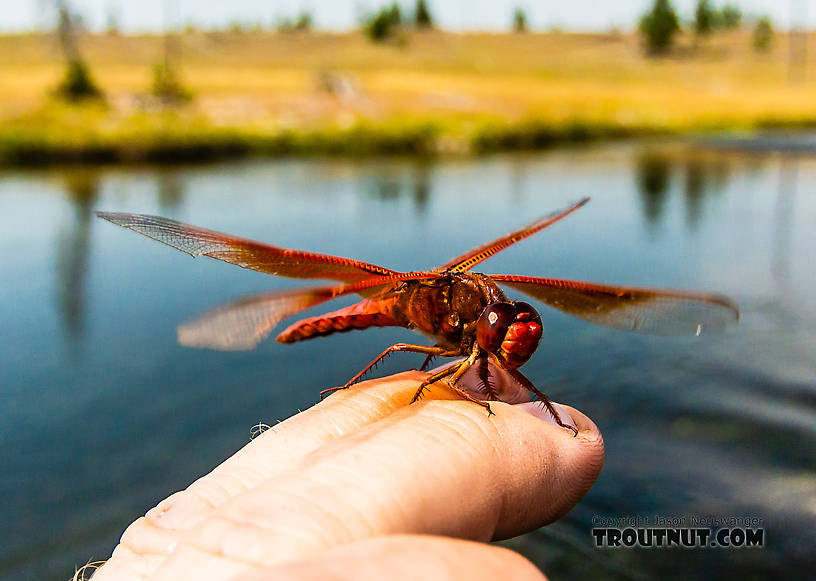 This Flame Skimmer dragonfly is found only in the warm southwest US and in Yellowstone, where geothermal features provide the warm water its nymphs need.  Libellulidae Dragonfly Adult from the Firehole River in Idaho