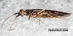 Male Lepidostoma (Little Brown Sedges) Little Brown Sedge Adult