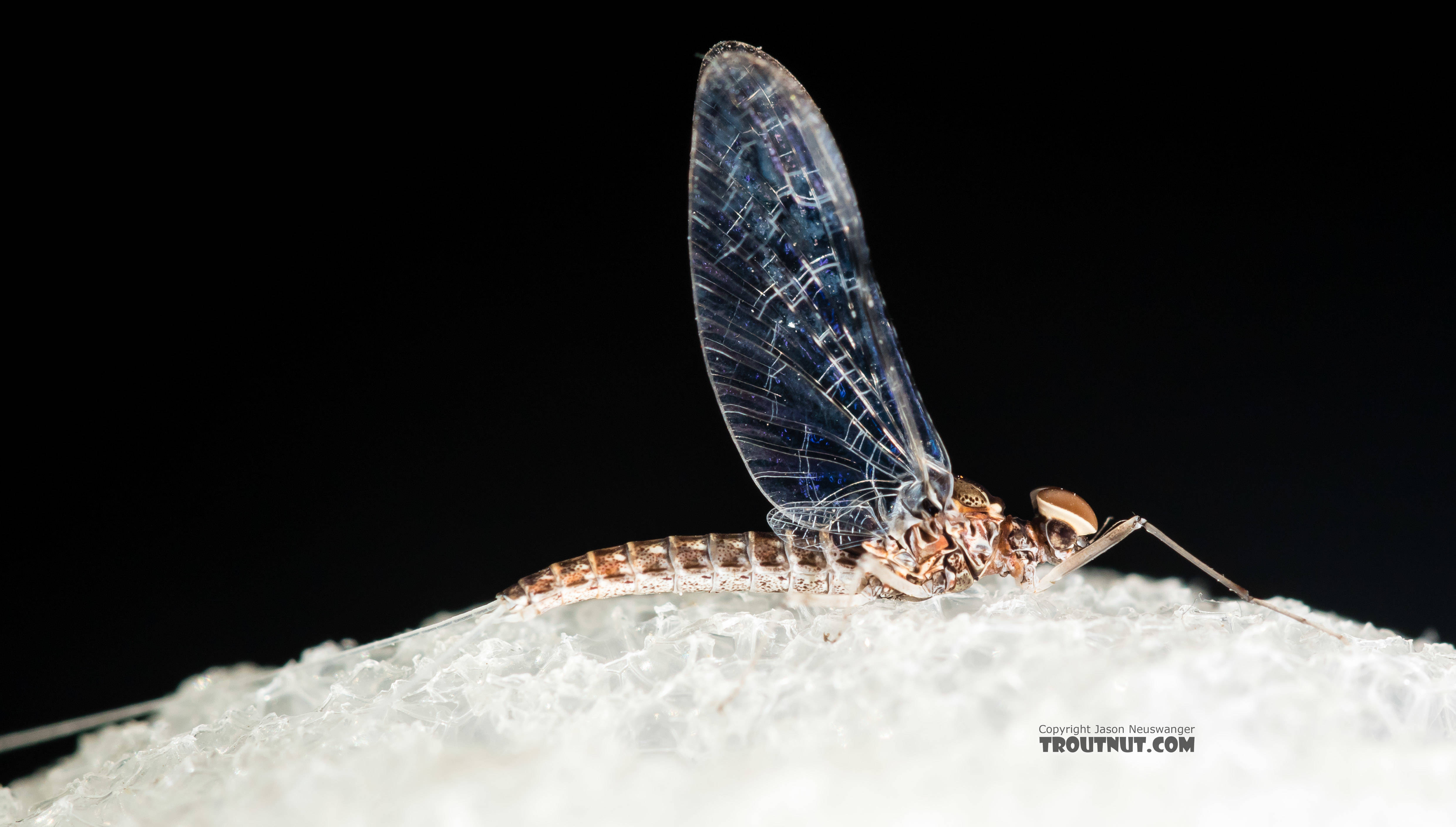 Male Callibaetis (Speckled Spinners) Mayfly Spinner from the Firehole River in Wyoming