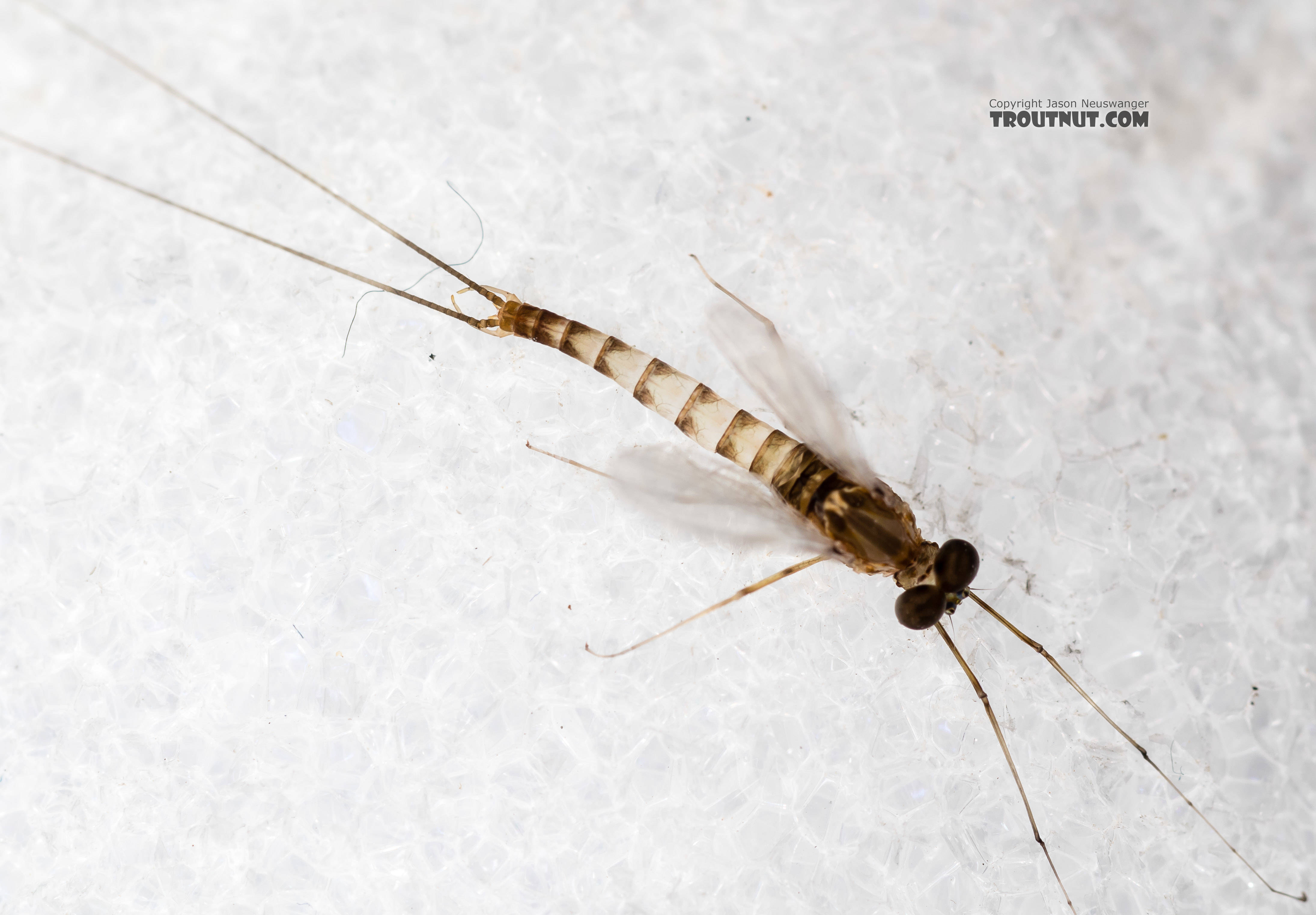Male Cinygmula (Dark Red Quills) Mayfly Spinner from Rock Creek in Montana