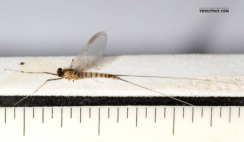 Each mark on the ruler is 1/16 inch  Male Cinygmula (Dark Red Quills) Mayfly Spinner from Rock Creek in Montana