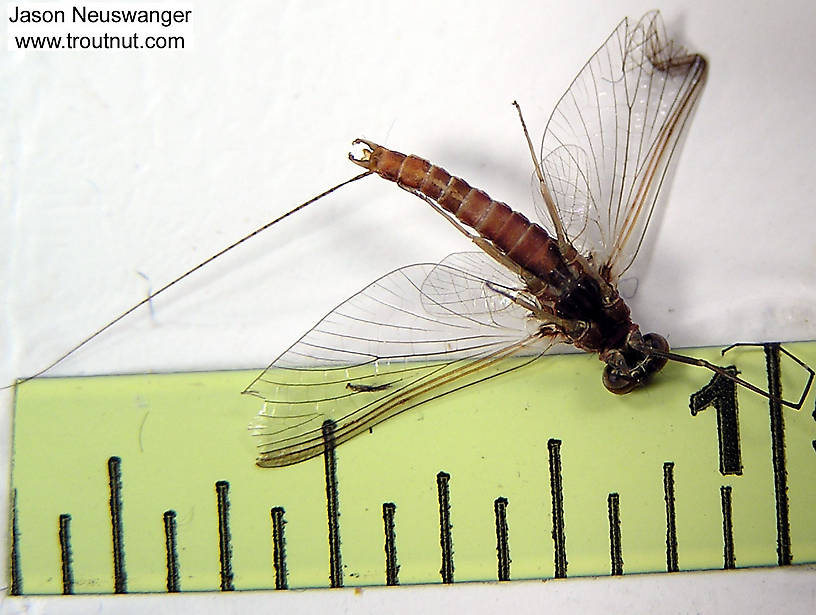 Male Ephemerella subvaria (Hendrickson) Mayfly Spinner from unknown in Wisconsin
